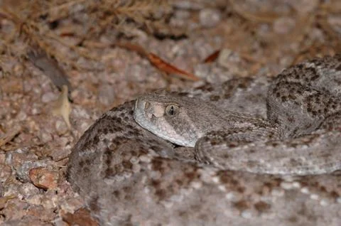 Crotalus atrox Stock Photos