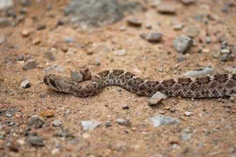 Crotalus atrox Stock Photos