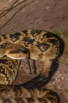 Crotalus molossus Stock Photos