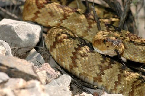 Crotalus molossus Foto stock