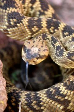 Crotalus molossus Stock Photos