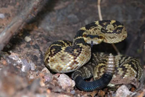 Crotalus molossus Stock Photos