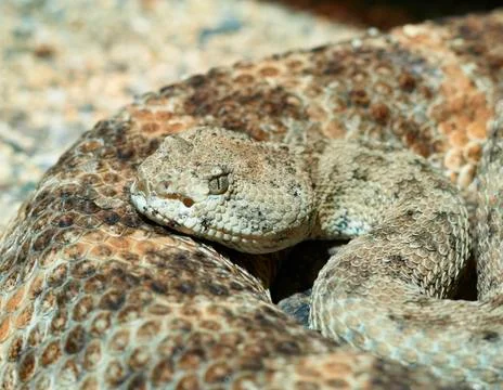 Crotalus Stock Photos