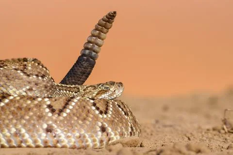 Crotalus in the wild Stock Photos