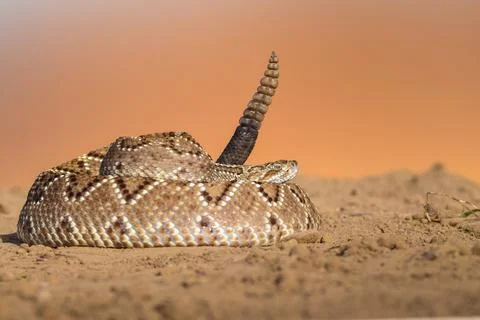 Crotalus in the wild Stock Photos