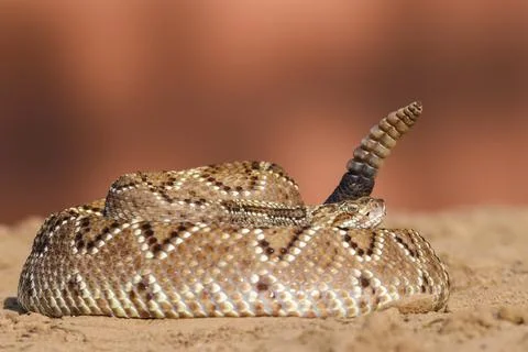 Crotalus in the wild Stock Photos