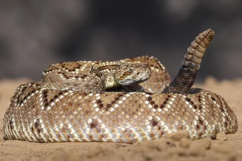 Crotalus in the wild Photos