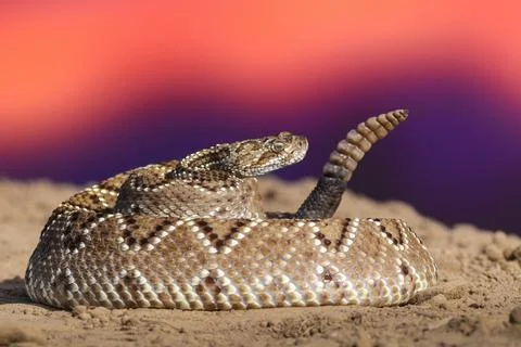 Crotalus in the wild Stock Photos