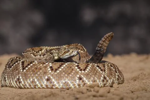Crotalus in the wild Stock Photos