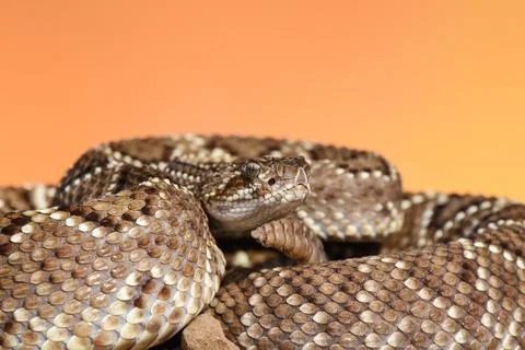 Crotalus in the wild Photos