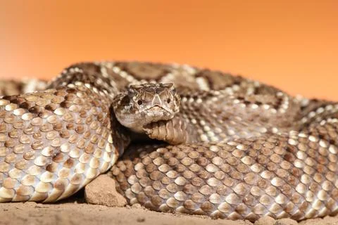 Crotalus in the wild Stock Photos