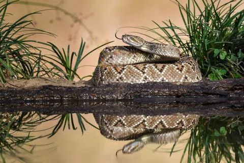 Crotalus in the wild Photos