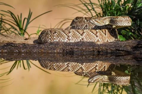 Crotalus in the wild Stock Photos