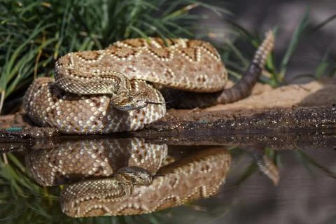 Crotalus in the wild Photos