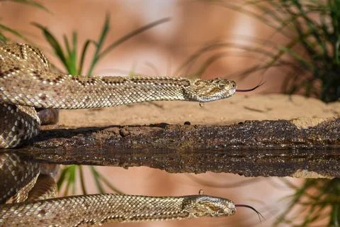 Crotalus in the wild Stock Photos