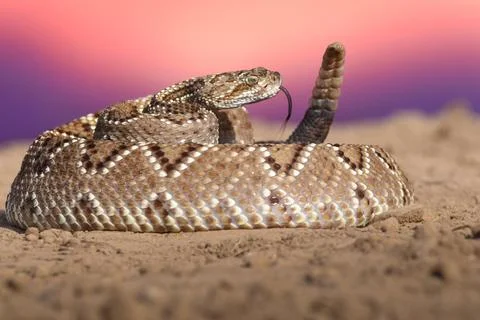 Crotalus in the wild - RattleSnake Stock Photos