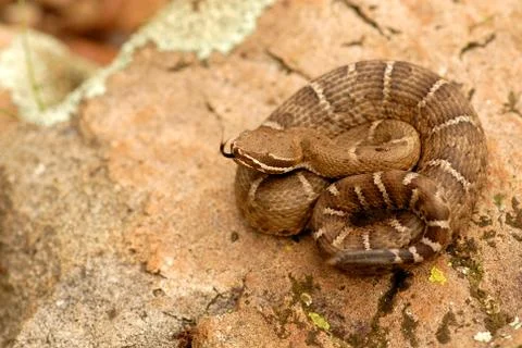 Crotalus willardi Stock Photos