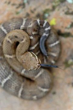 Crotalus willardi Stock Photos