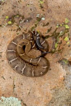 Crotalus willardi Stock Photos