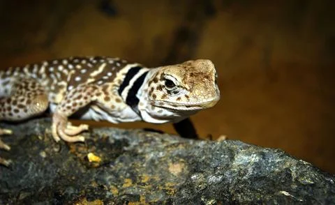 Crotaphytus collaris or collared lizard, the name collared lizard comes fro.. Stock Photos