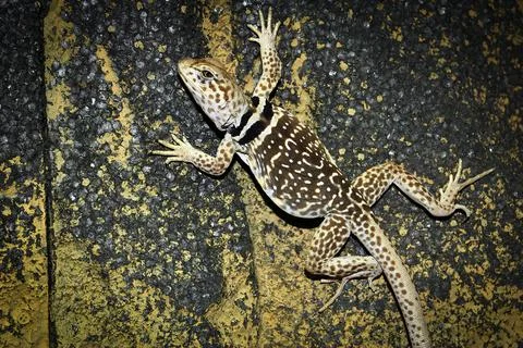 Crotaphytus collaris or collared lizard, the name collared lizard comes fro.. Stock Photos
