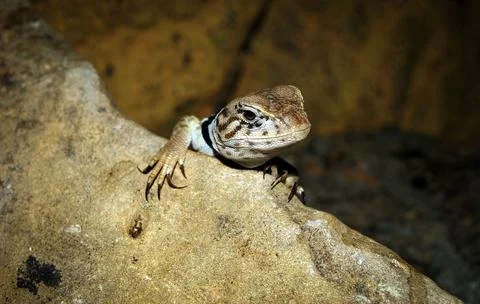 Crotaphytus collaris or collared lizard, the name collared lizard comes fro.. Stock Photos