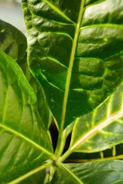 Croton close up. Codiaeum in a white flower pot stands on the windowsill. Hom Stock Photos