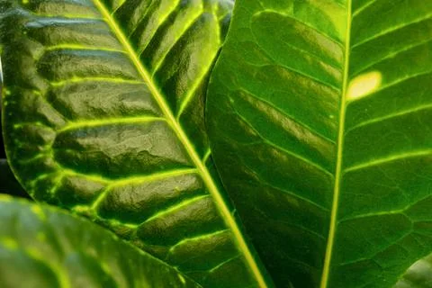 Croton close up. Codiaeum in a white flower pot stands on the windowsill. Hom Stock Photos
