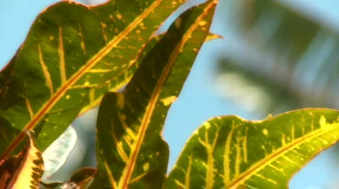 Croton Leaf Stock Footage 610055