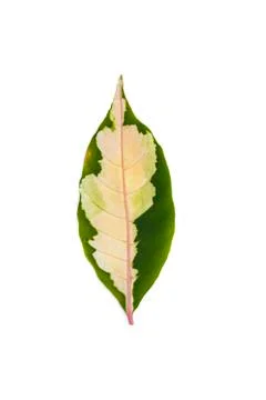 Croton leaf isolate Stock Photos