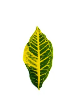 Croton leaf isolate Stock Photos