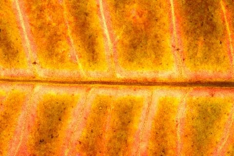 Croton Leaf Stock Photos