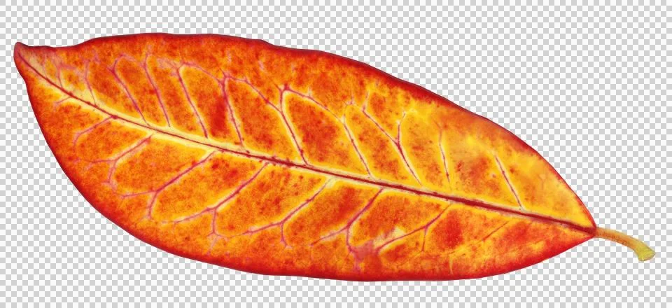 Croton leaf Stock Photos