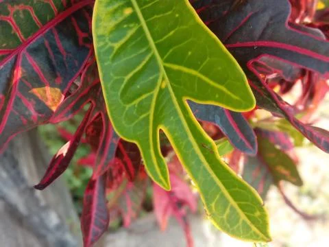 Croton leaf Stock Photos