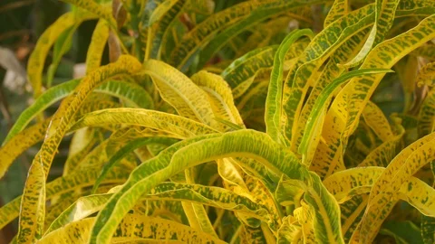Croton leafs and stem 스톡 동영상 86253080