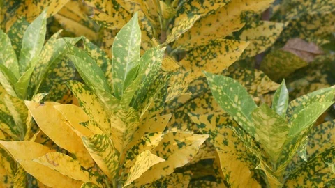 Croton leafs and stem Stock Footage 89973709