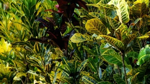 Croton leaves exposed to light reflection Stock Footage 320916647