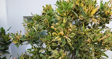 Croton Mammy Yellow Codiaeum variegatum tropical shrub in South Florida Stock Footage 243598013
