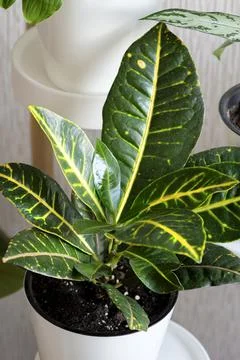 Croton or Codiaeum in flower pot stand on a light background. Stock Photos