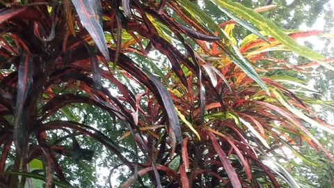 Croton or Croton (Codiaeum Stock Footage 327692204