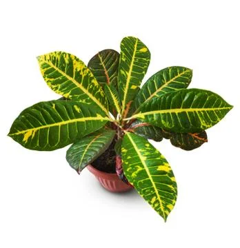 Croton Stock Photos