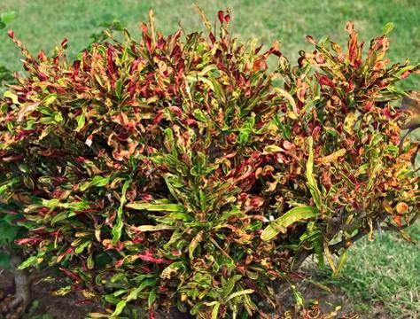 Croton Stock Photos