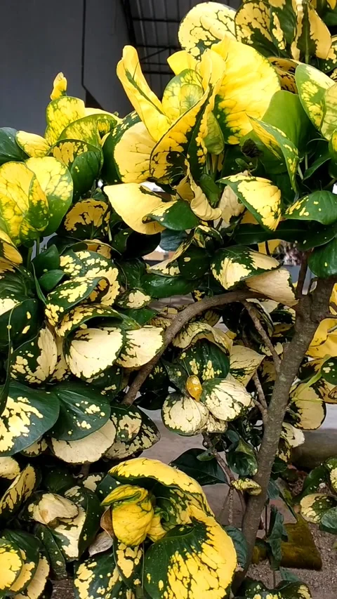 Croton plant Stock Footage 325722711
