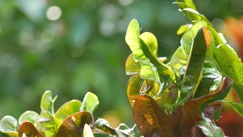 Croton shoot shaking with wind Stock Footage 90351959
