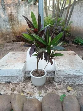 Croton in a White Pot Stock Photos