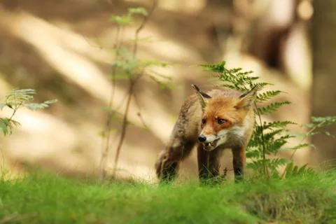 Crouched red fox in forest in summer - Vulpes Vulpes Stock Photos