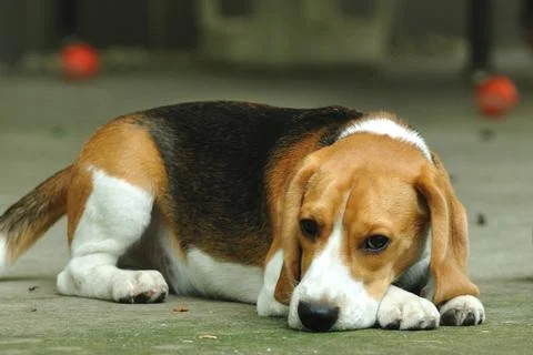 Crouching beagle Stock Photos