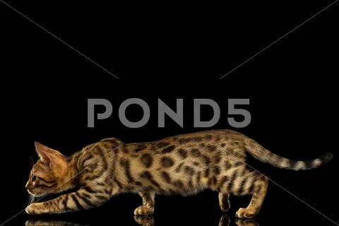 Crouching Bengal Kitty on Black Stock Photos