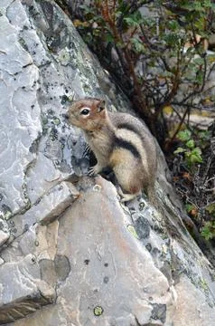 Crouching chipmunk Stock Photos