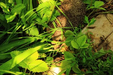 Crouching hedgehog Stock Photos